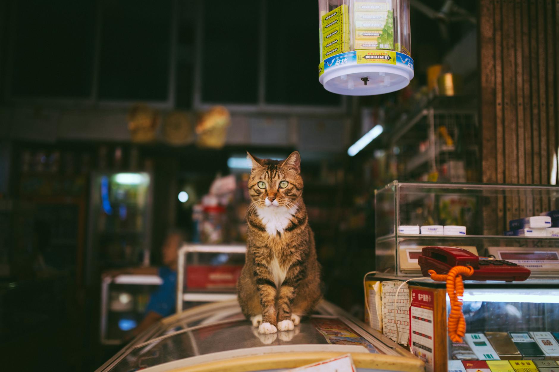 新寵物店開幕行銷：第一個月這樣做快速累積客群